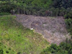Berau Kecipratan Dana Karbon
