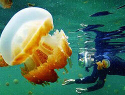 Tutup sampai Pulih, Awasi Wisatawan Tak Masuk Kakaban