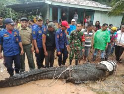 Kemunculan Buaya Hebohkan Warga Sukan