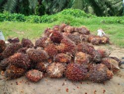 Produksi Kelapa Sawit Meningkat
