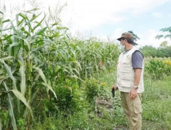 Dorong Peningkatan Produksi Jagung