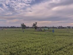 Optimalisasi Peran Penyuluh Pertanian