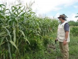 Berau Penghasil Jagung Terbesar di Kalimantan Timur