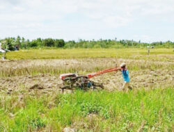Maksimalkan Kualitas Pasca Panen