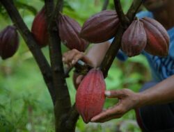 Produksi Cokelat Terbaik