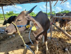 Populasi Sapi Potong di Kaltara Alami Penurunan