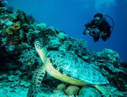 Belum Maksimal Manfaatkan Blue Carbon