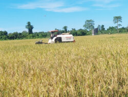 Harga GKP di Bulungan Bervariasi