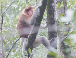 Penjaga Pesisir yang Terancam