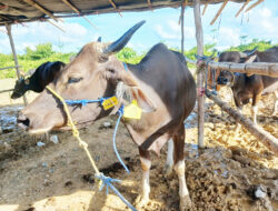 Penjual Hewan Kurban Harus Kantongi SKKH