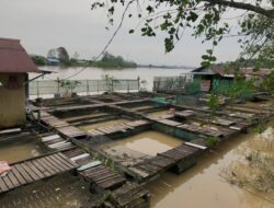 Produktivitas Petambak Menurun