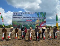 Penangkaran Benih Jagung Komposit