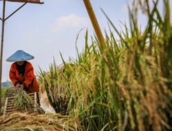 Wajib Lewat Kelompok Tani