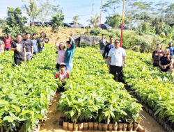 Tingkatkan Produksi Kakao