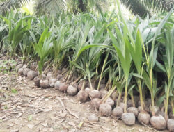 Pemprov Kembangkan Kelapa Dalam