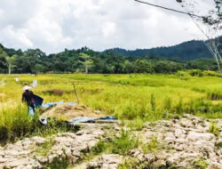 Fokus Optimasi Lahan Sawah