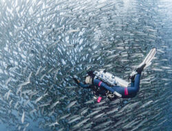 Bidik Potensi Spot Barakuda Maratua