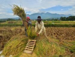 Magnet Investasi Pertanian Kaltim