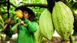 BUDIDAYA Cokelat (kakao) di Berau Berkembang Pesat Sebagai Penggerak Ekonomi Baru