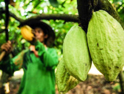 BUDIDAYA Cokelat (kakao) di Berau Berkembang Pesat Sebagai Penggerak Ekonomi Baru