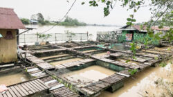 Pakan Ikan Tembus Rp400 Ribu per Karung, Pembdidaya Putar Otak
