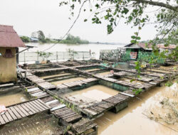 Pakan Ikan Tembus Rp400 Ribu per Karung, Pembdidaya Putar Otak