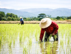 Subsektor Hortikultura di Kaltara Melejit, BPS Kaltara Mencatat Adanya Kenaikan NTP Sebesar 0,35 Persen