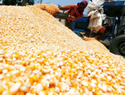 Jagung Murah untuk Tekan Biaya Pakan yang Dikeluhkan Peternak