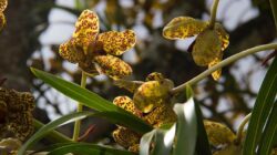 Cegah Perburuan Flora Langka, Siapkan Hutan Tubaan jadi Wisata Konservasi Anggrek