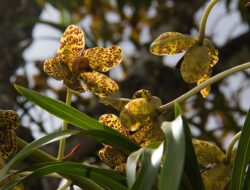 Cegah Perburuan Flora Langka, Siapkan Hutan Tubaan jadi Wisata Konservasi Anggrek