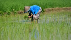 Program Oplah Mendominasi Sawah di Bulungan
