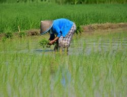 Program Oplah Mendominasi Sawah di Bulungan