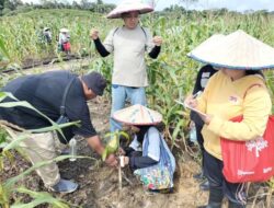 Siapkan Peso jadi Kawasan Pertanian