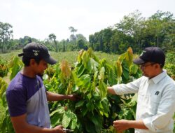 Kisah Petani Kampung Maluang, Sukses Terapkan Integrated Farming Lewat Program Kakao PT Berau Coal