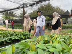200 Ribu Batang Kakao Tiba di Berau
