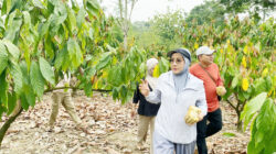 Perluas Lahan Pertanian, Berau Siap Garap 400 Hektare Komoditas Kakao dan Kelapa Dalam