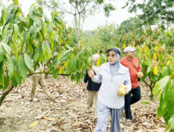 Perluas Lahan Pertanian, Berau Siap Garap 400 Hektare Komoditas Kakao dan Kelapa Dalam