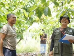 Rehabilitasi Kebun Hingga Saprodi, Cara PT Berau Coal Dampingi Ribuan Petani Kakao