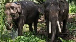 Sulit Dilepasliarkan, Dua Gajah Sumatera yang Dititip di Kaltim