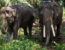 Sulit Dilepasliarkan, Dua Gajah Sumatera yang Dititip di Kaltim